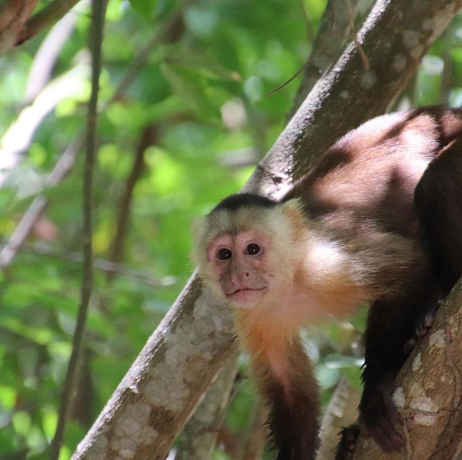 مبيت وإفطار الزينو Camping Castilletes Parque Tayrona المظهر الخارجي الصورة
